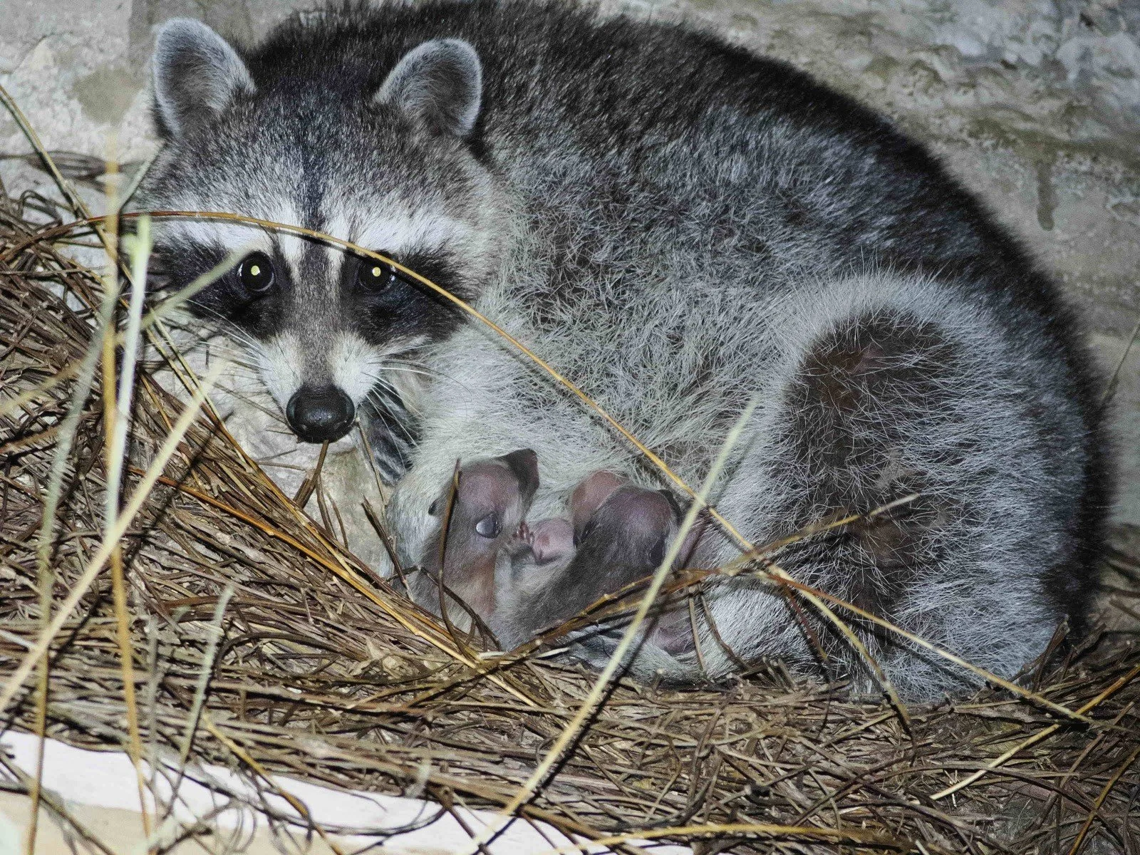 Mother raccoon with babies found in an Austin-area attic