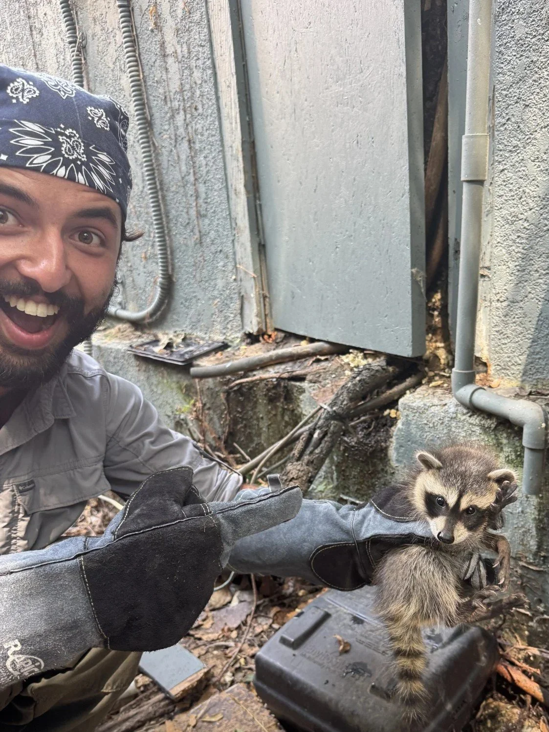 Emilio, A-Pro Wildlife wildlife removal specialist, holding a young raccoon removed from a foundation opening