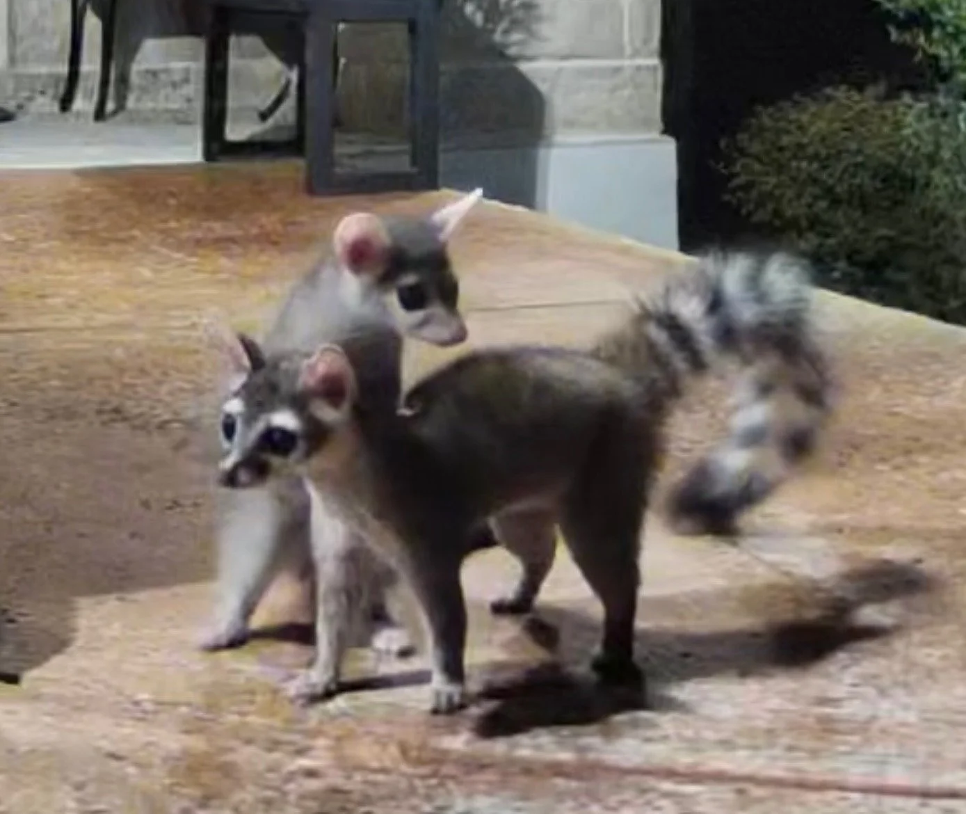 Ringtails removed from a Hill Country home
