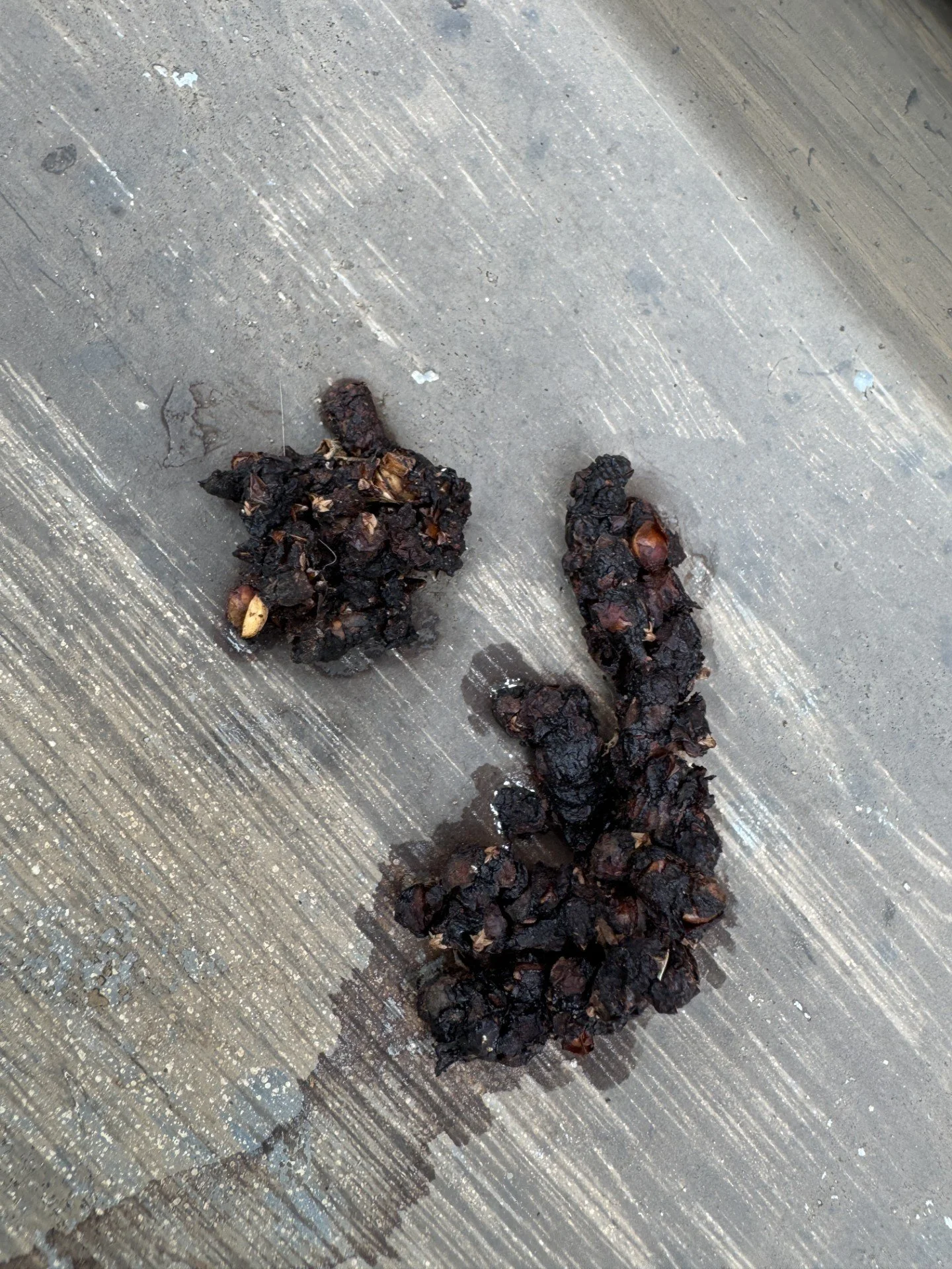Wildlife droppings found in an attic before cleanup