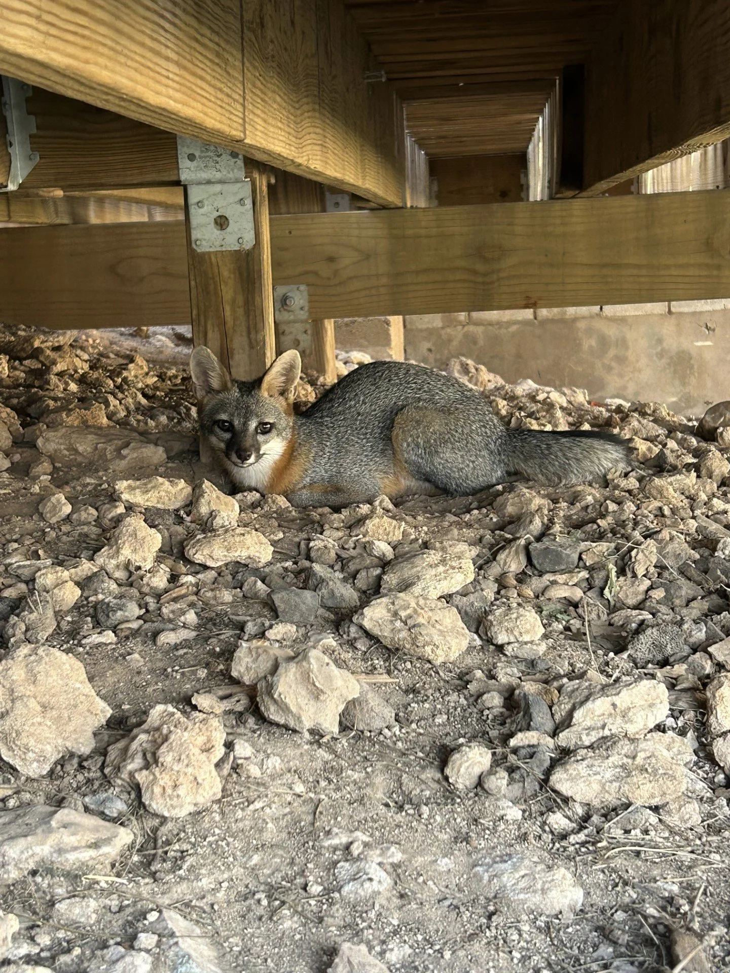 Fox found under a home