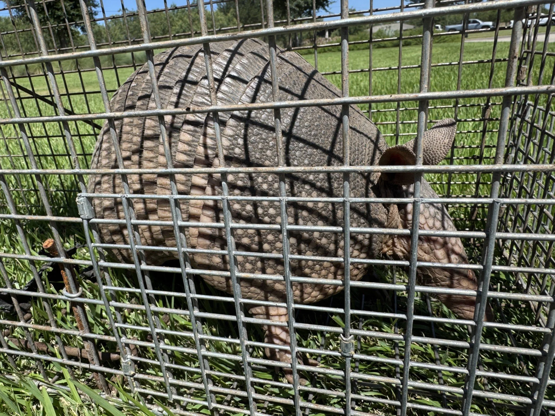Armadillo caught in a live trap