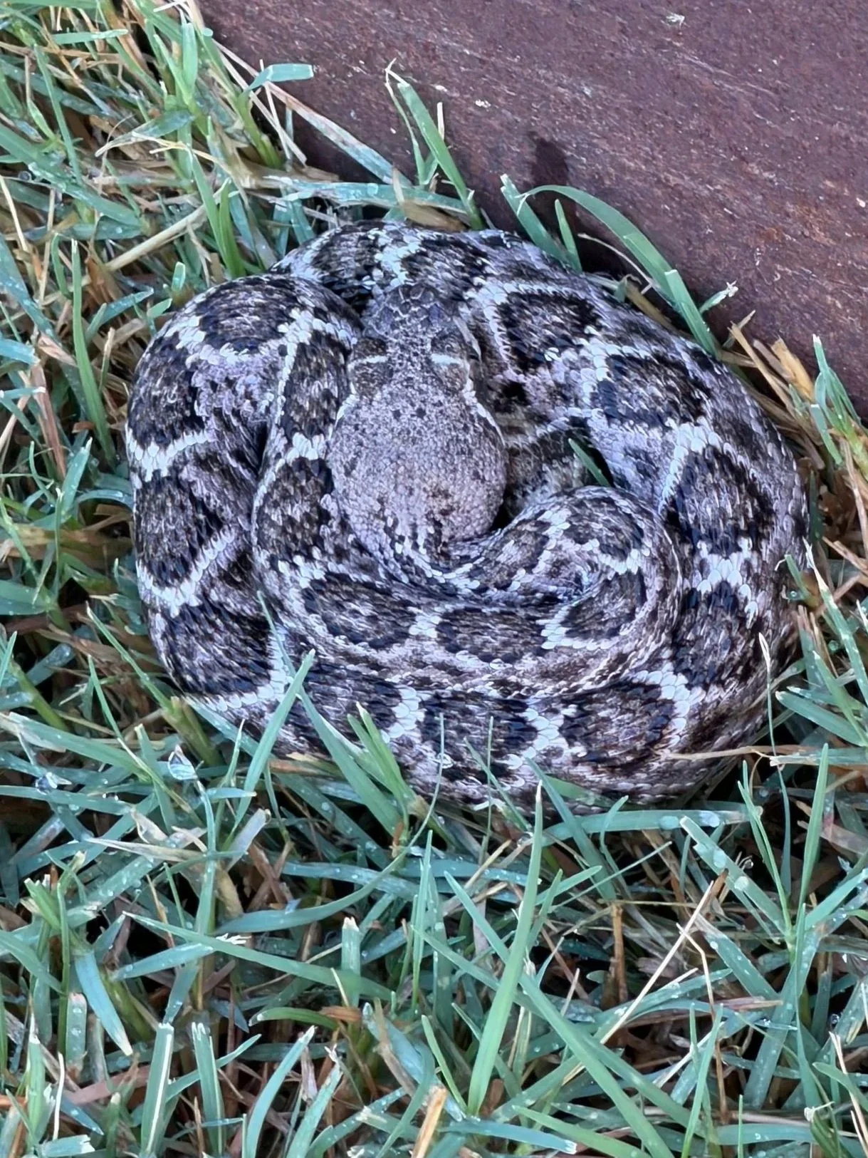 Rattlesnake coiled in the grass near a home