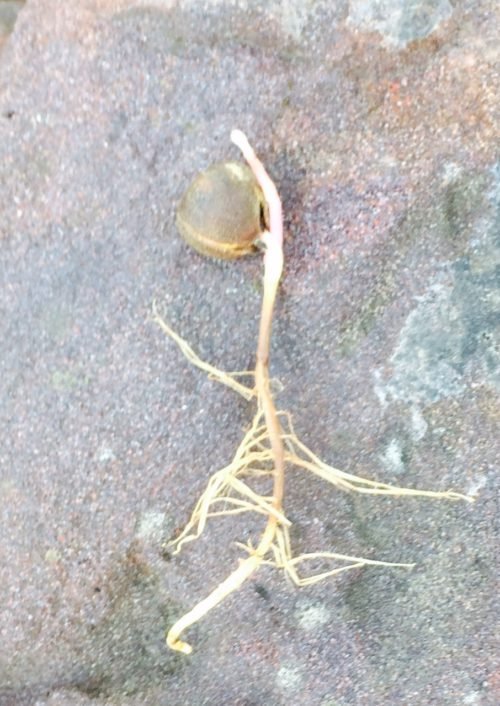Watching God By Planting Seeds