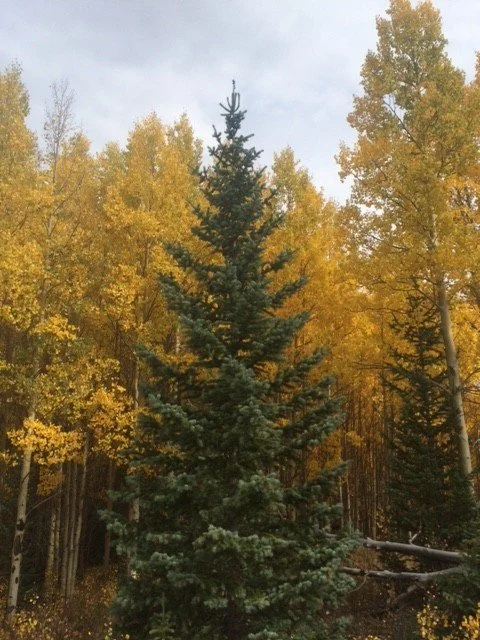 The B.S. in Your Christmas Season and How to Get Rid of It