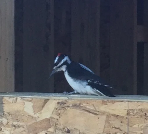 Dealing With Woodpeckers