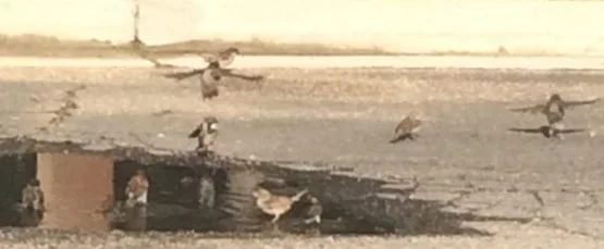 The Bird Bath