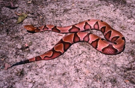 A Snakebite Saved My Dog's Life