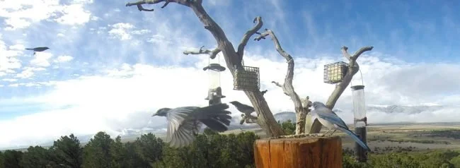 Birds of the Air