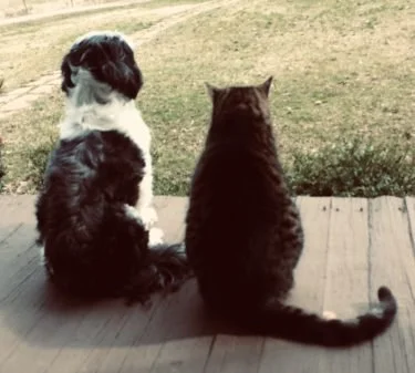 I Wonder What They're Thinking