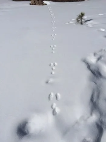 I've Got To Follow To See