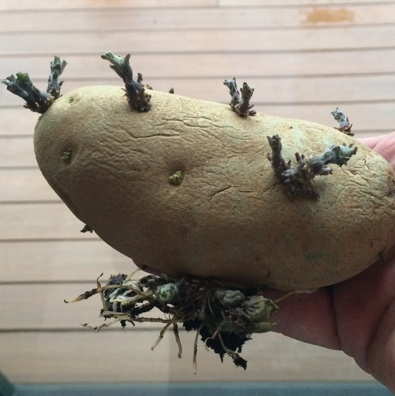 What's Wrong With My Potato