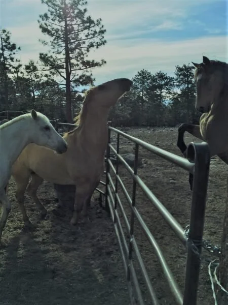 Watching The Horses "Talk"