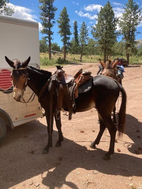 Are You A Mule or Horse?