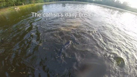 Daily Bread