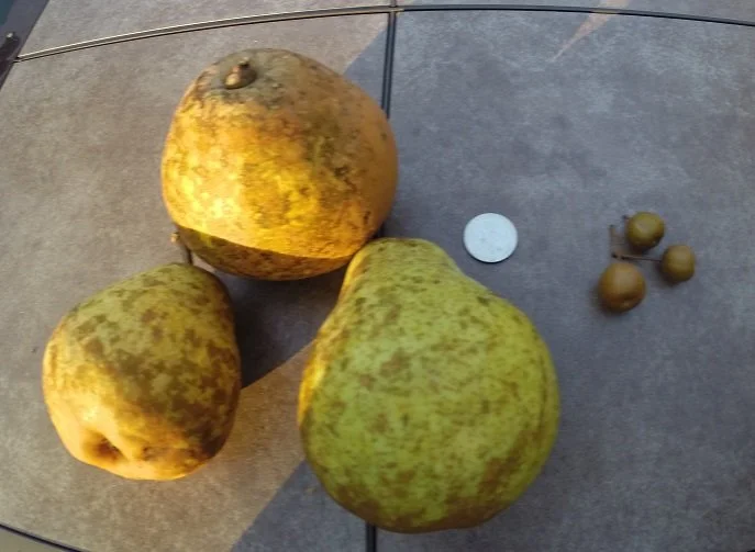 Fruits from one tree.  What made the difference?