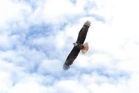 We can pray as they soar
