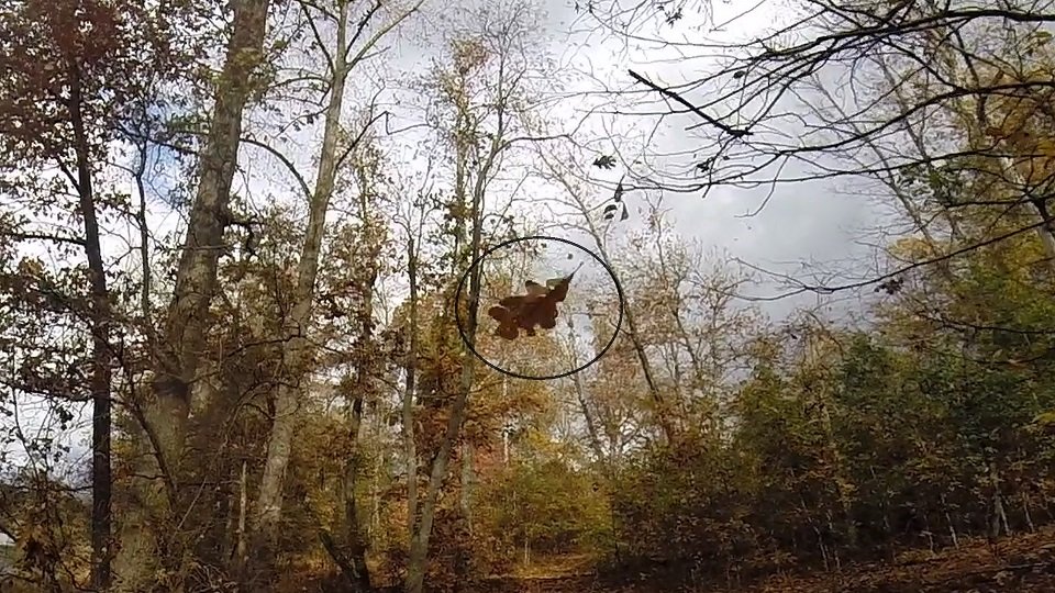 Watching a leaf fall (season's change)