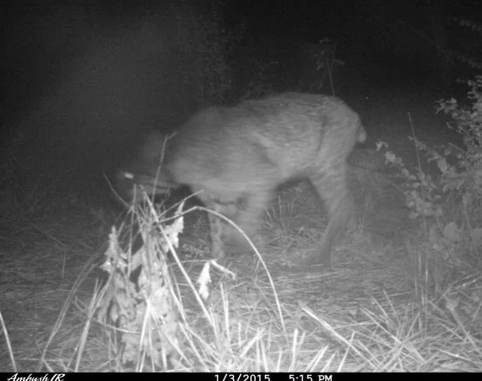 What's in your back yard?