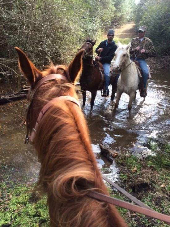 Riding Horses Gives a Different Point of View