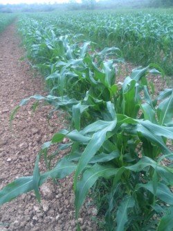 Growing your garden of Faith