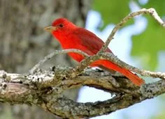 The birds and the bees