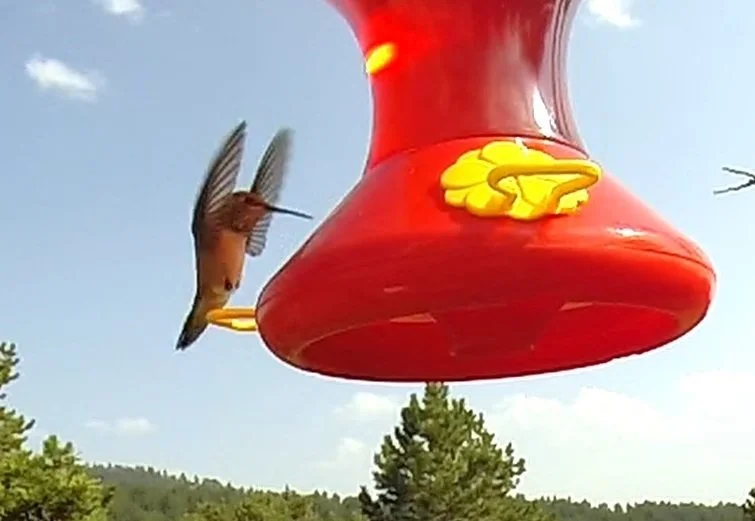 God's handiwork, this bird........... and you!