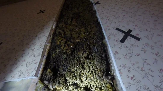 Cutting a bee "hive" out of a wall