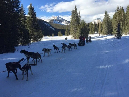 Dog sledding  (Press on)