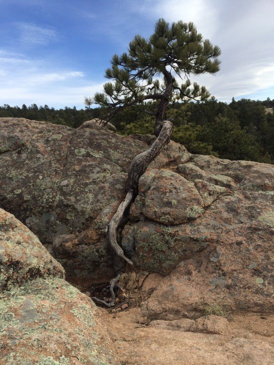Deeply Rooted in the Rock of Ages