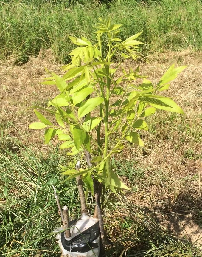 Growing Your Own Friends (The TomRalph Tree)