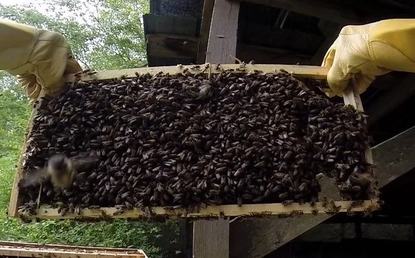 Free Bees for Me; Free Honey for You