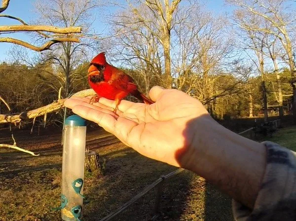 A person's hand holding a bright red cardinal bird outdoors during the day with trees in the background.