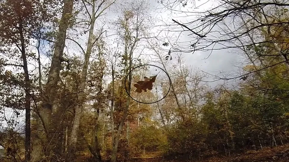 A wooded area with trees and fall foliage, with a small airplane/Cessna flying in the sky