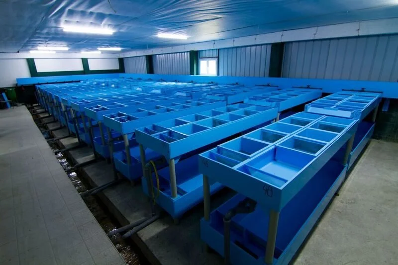 46-hatchery-troughs.jpg