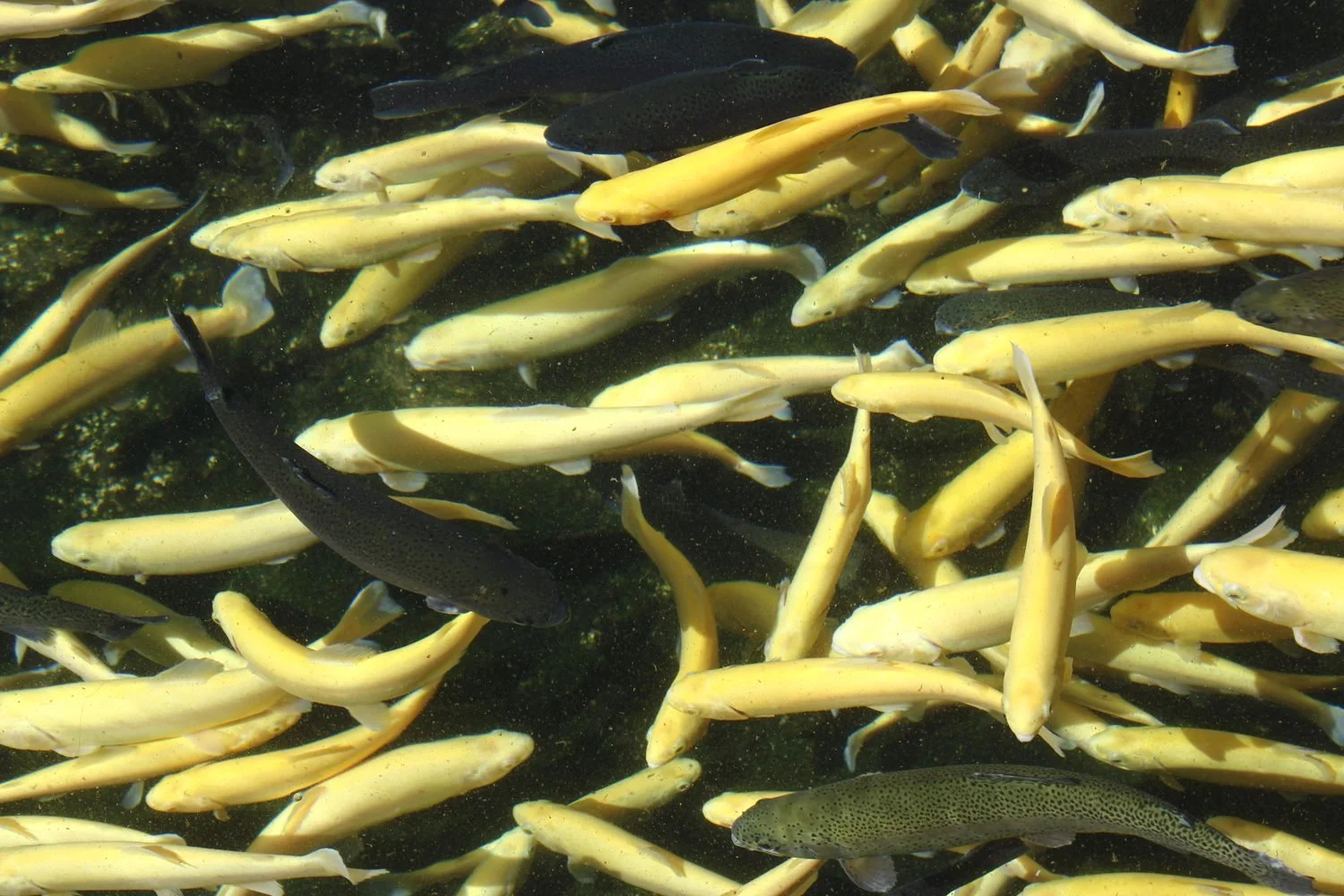 34-golden-fingerlings.jpg