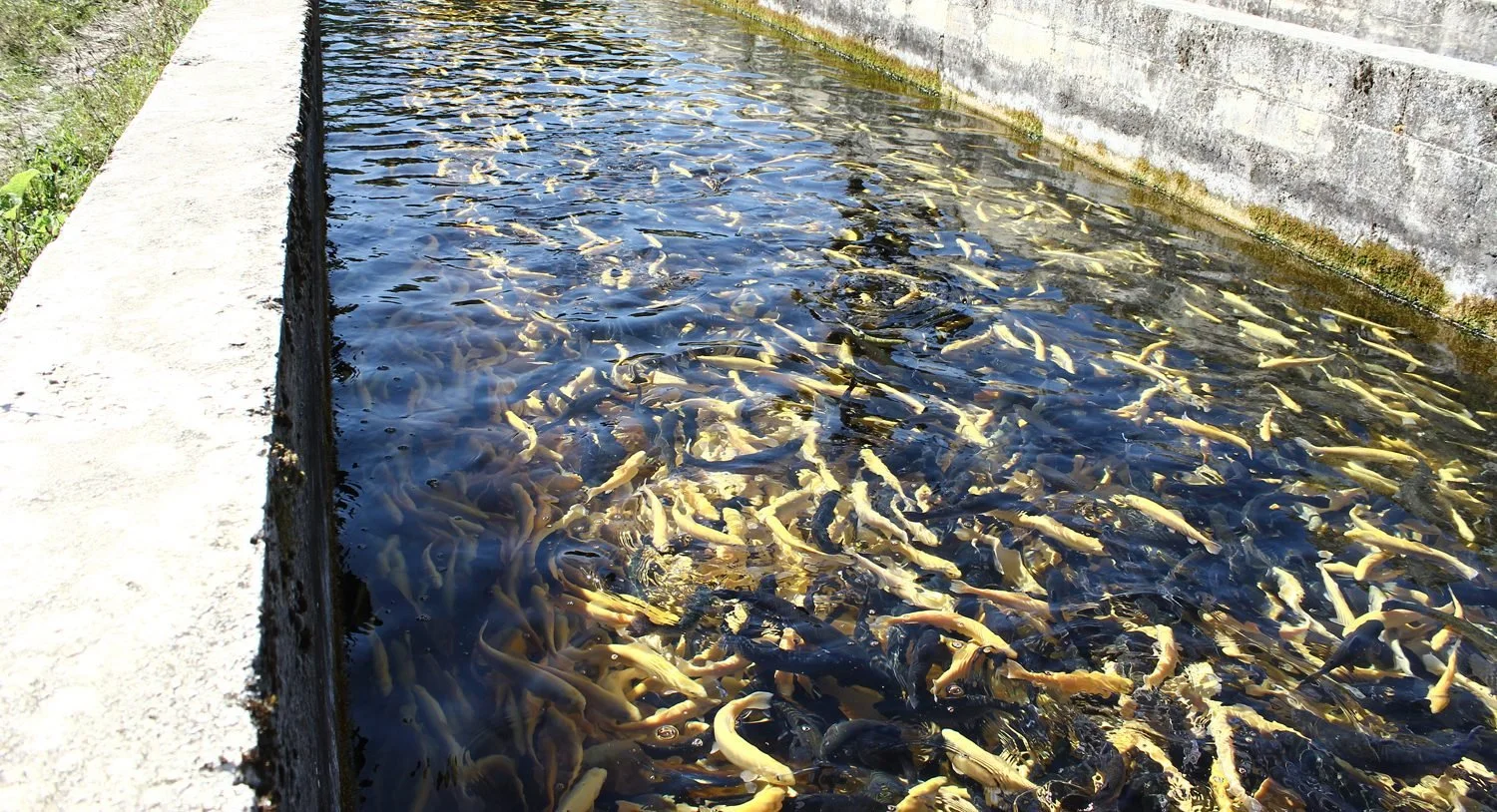 35-trout-in-clear-water.jpg