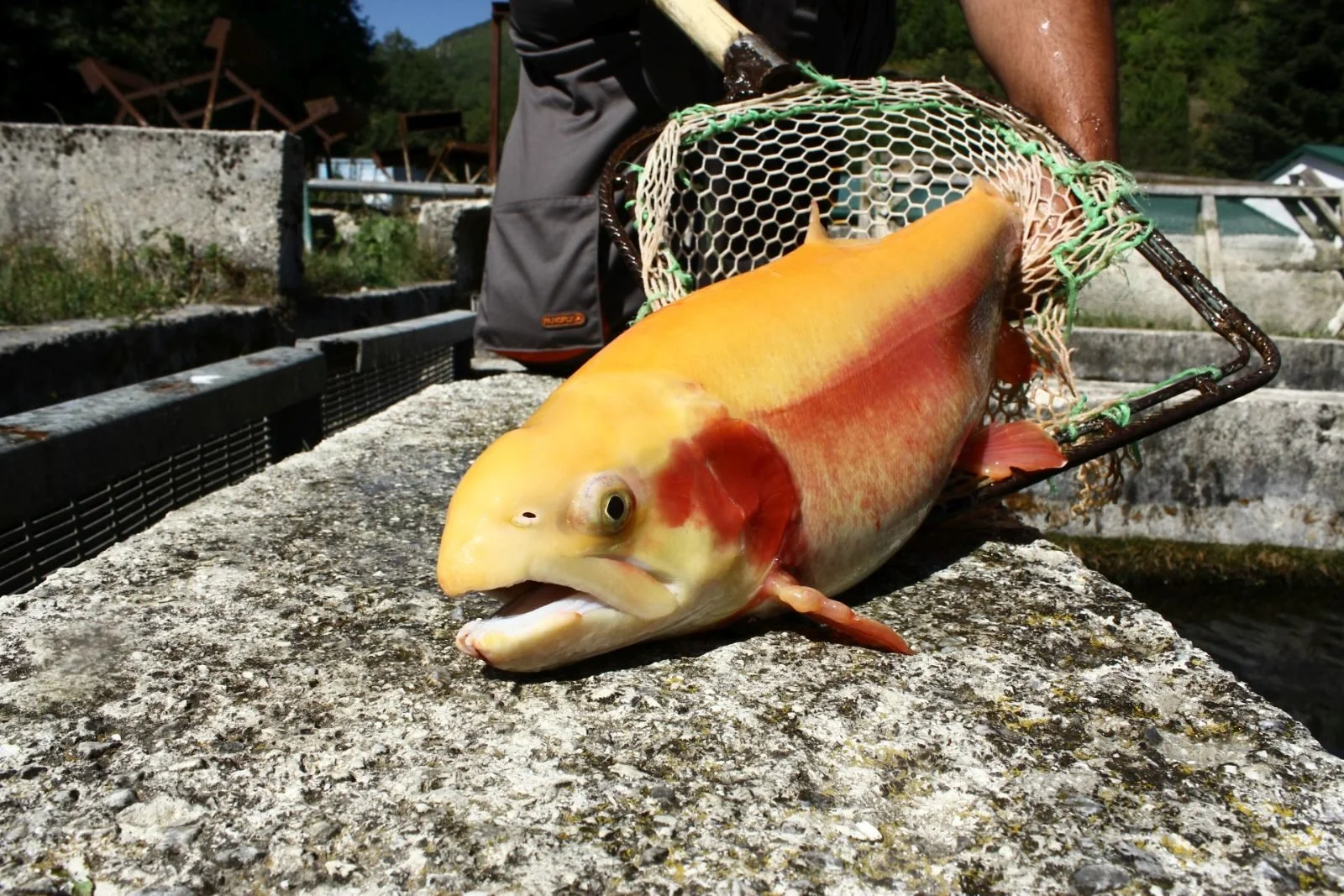 31-golden-trout-netted.jpg