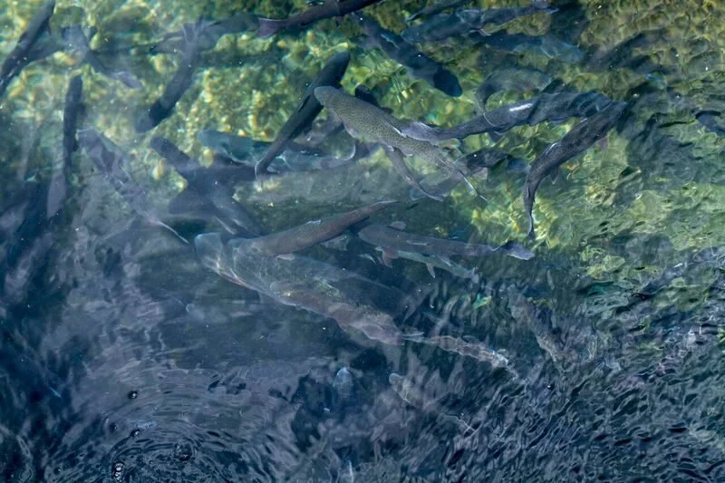 33-trout-under-water.jpg