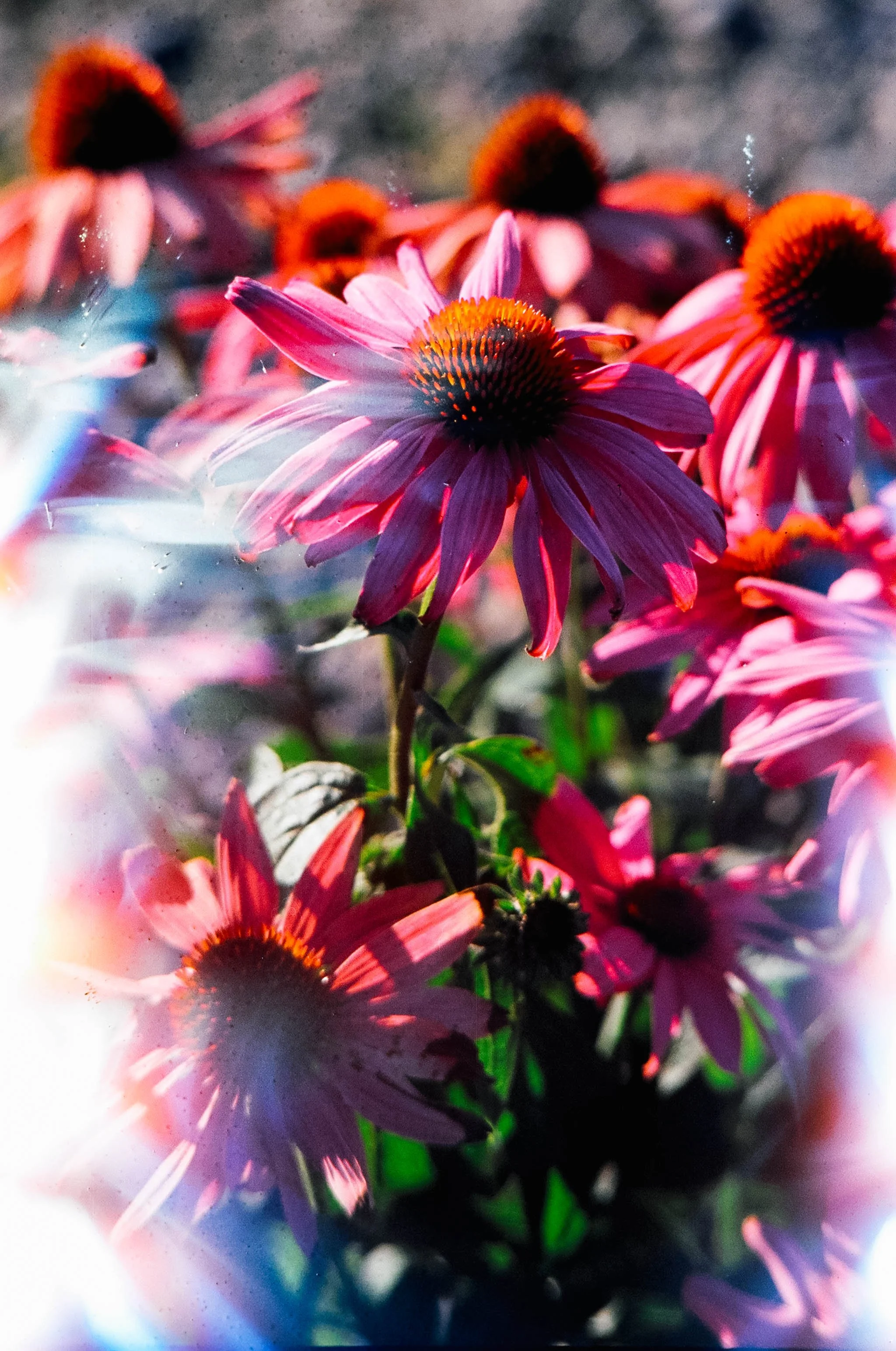 Close-up of pink coneflower with orange and dark center, surrounded by other similar flowers; background is blurred.