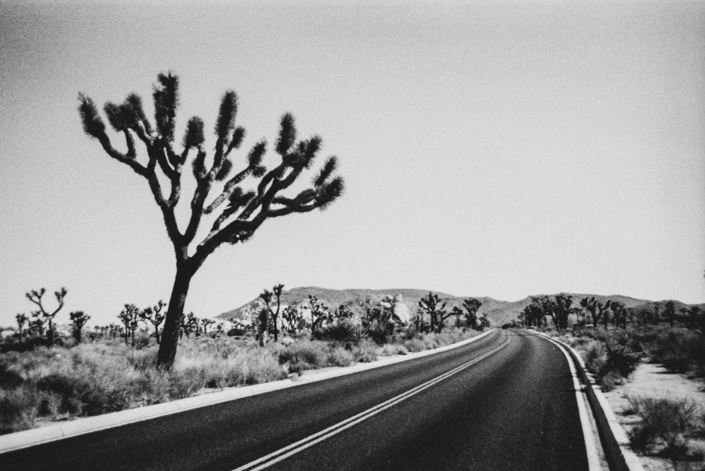 Black and white photo of a desert landscape with a winding road, Joshua trees, and mountains in the background.