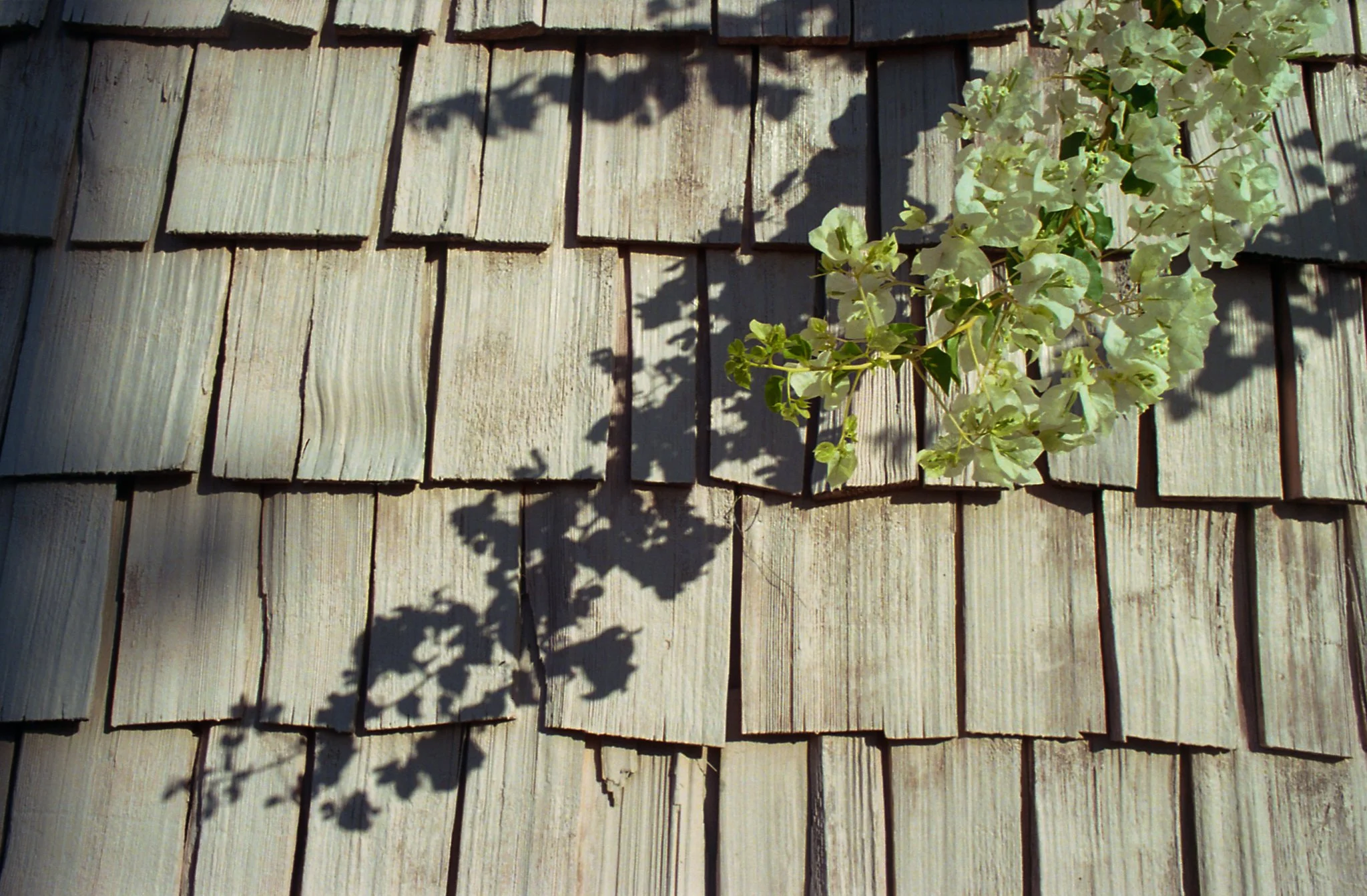 Shadow of a branch with flowers cast on a wooden shingle wall.