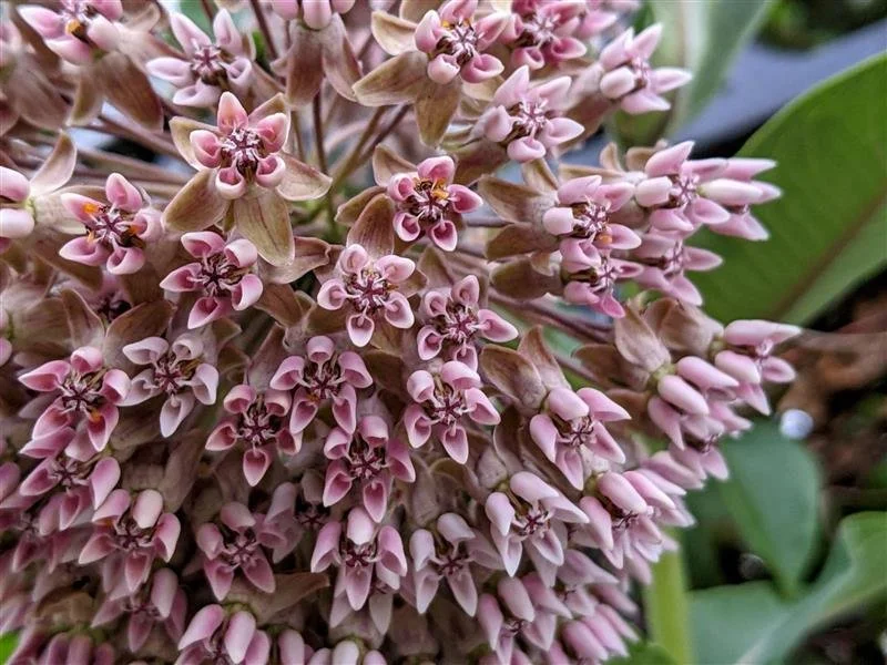 April Is Officially National Native Plant Month