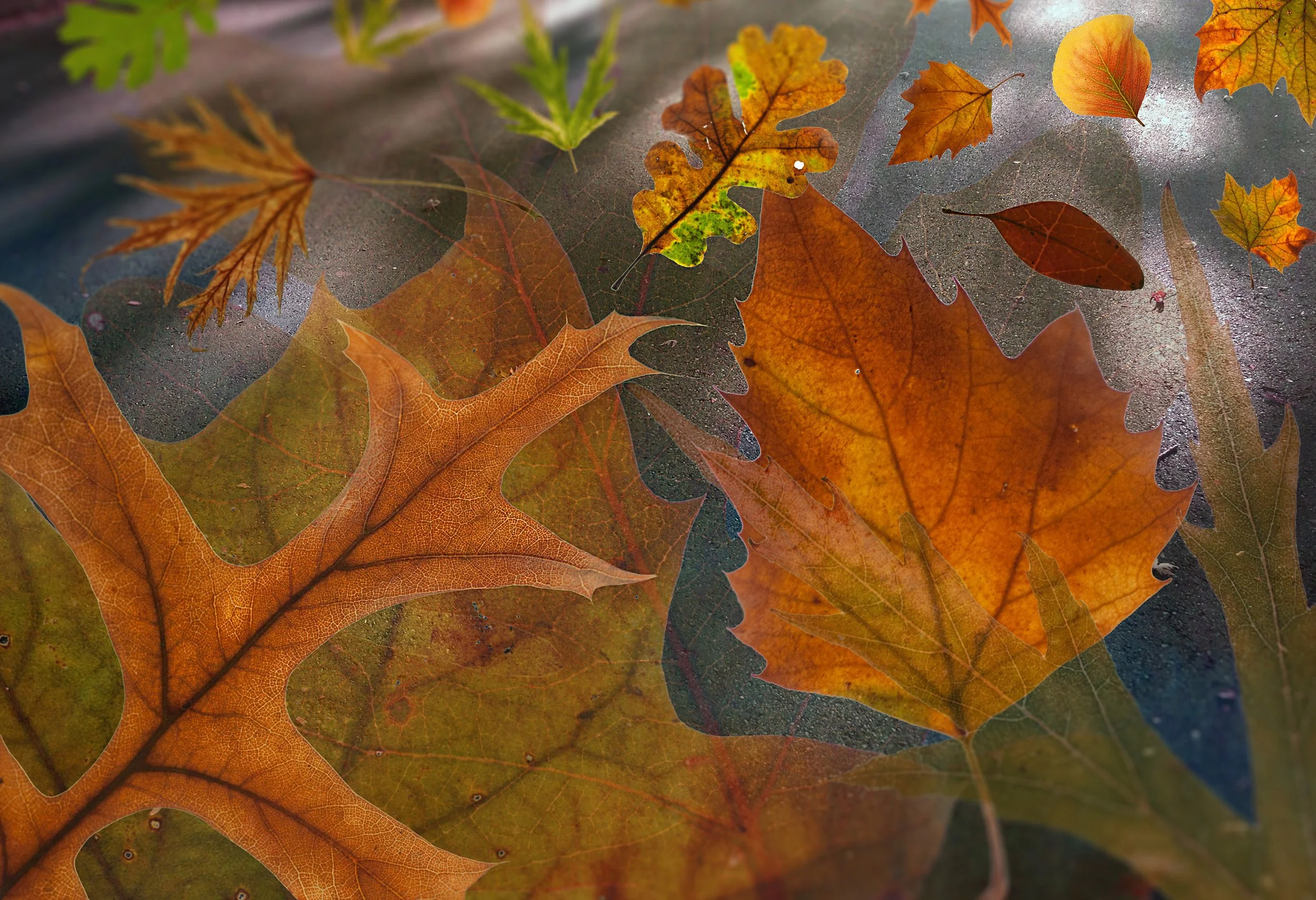 leaves with various fall colors in a collage