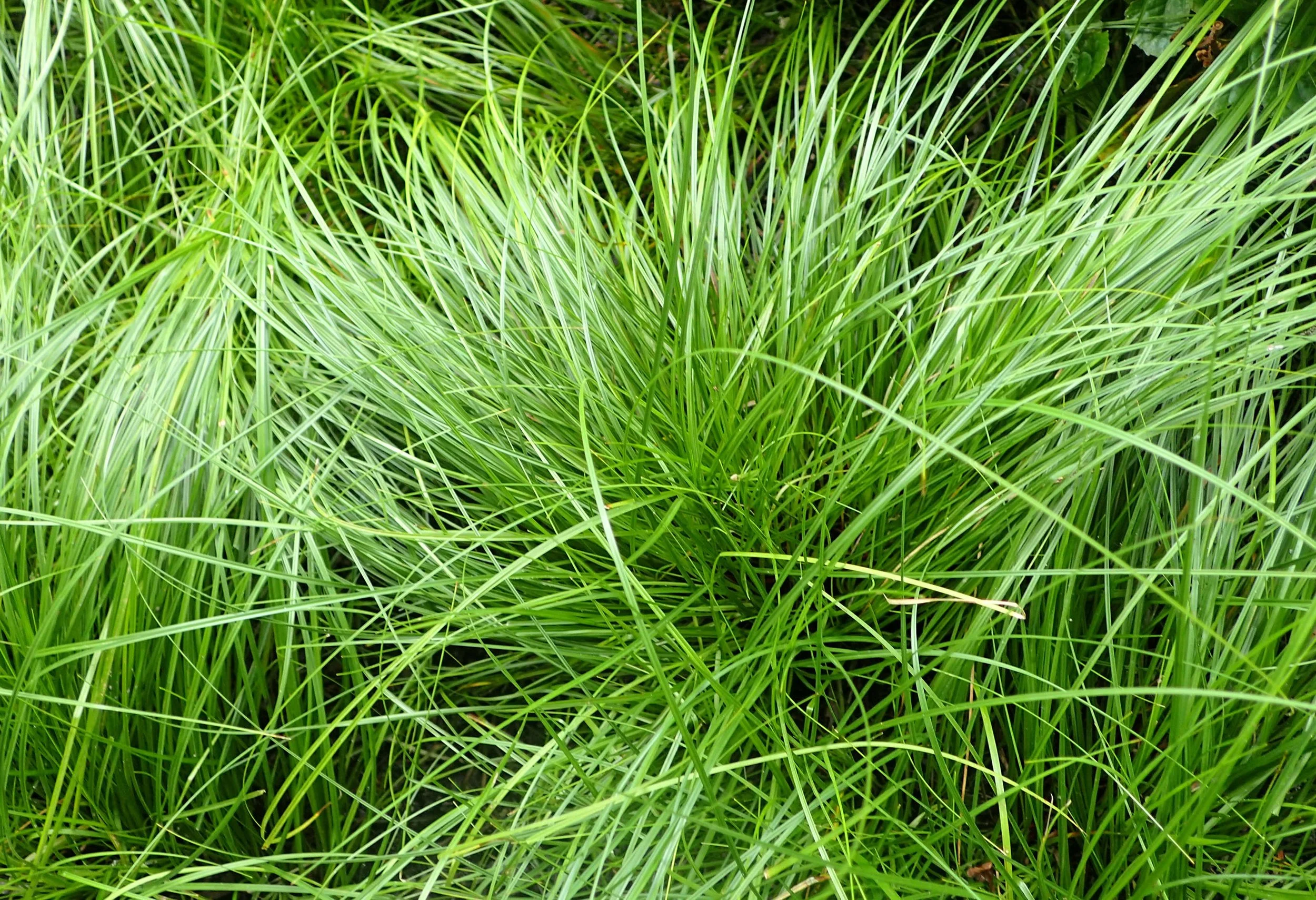 close up of Pennsylvania sedge, with long thin leaves flowing in every direction