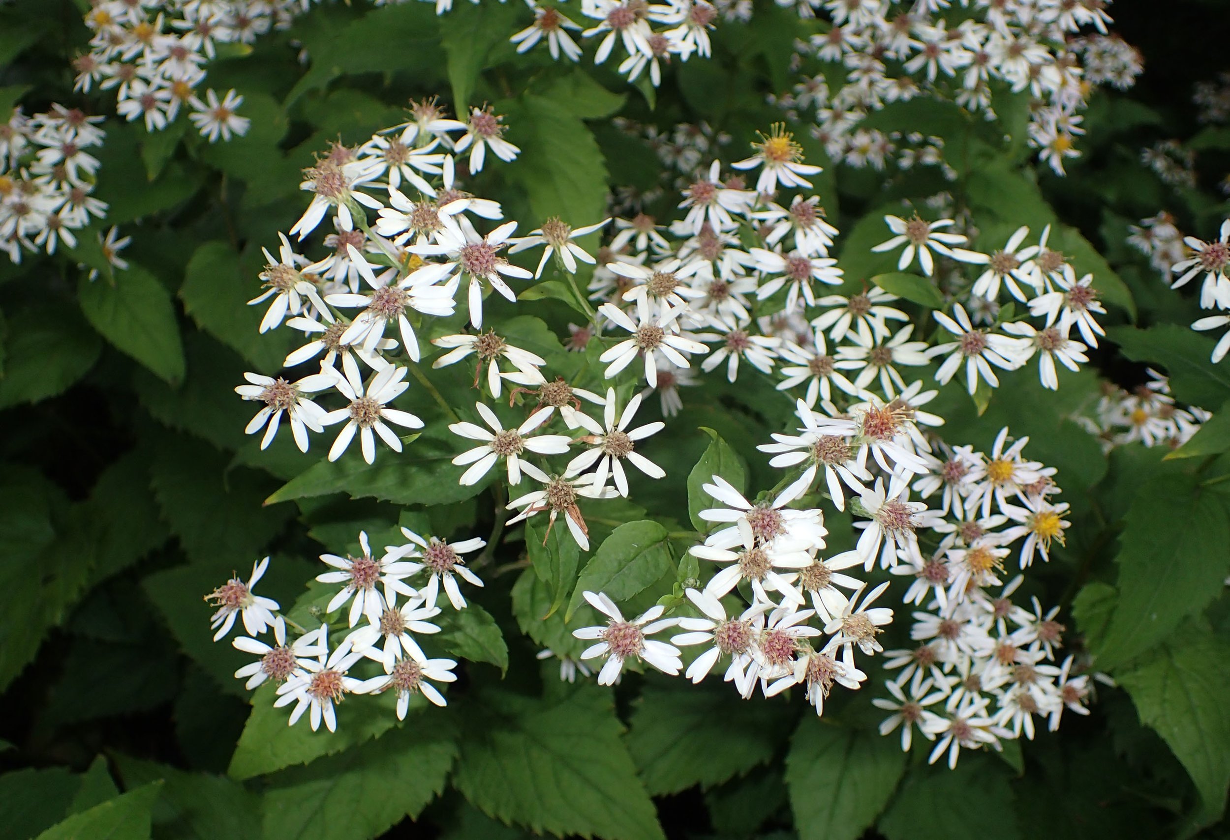 a cluster of big-leaf aster flowers with white petals in the forground and big green leaces in the background