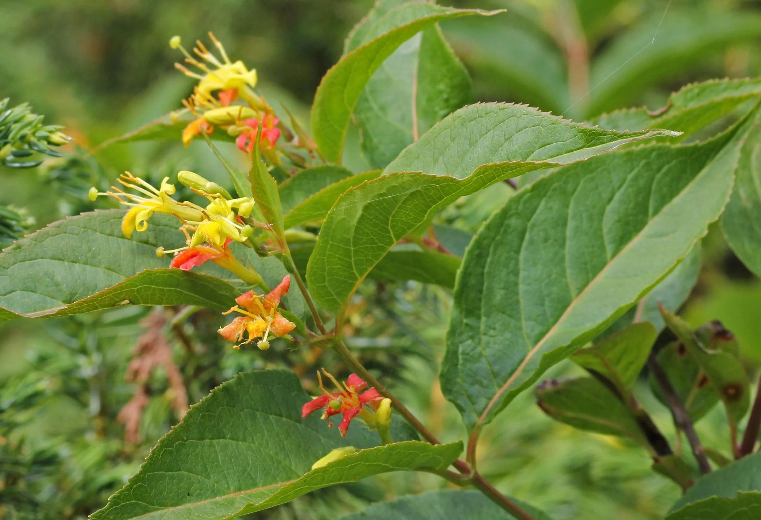 yellow and red flowers of the bush honeysuckle along with its large rough looking leaves