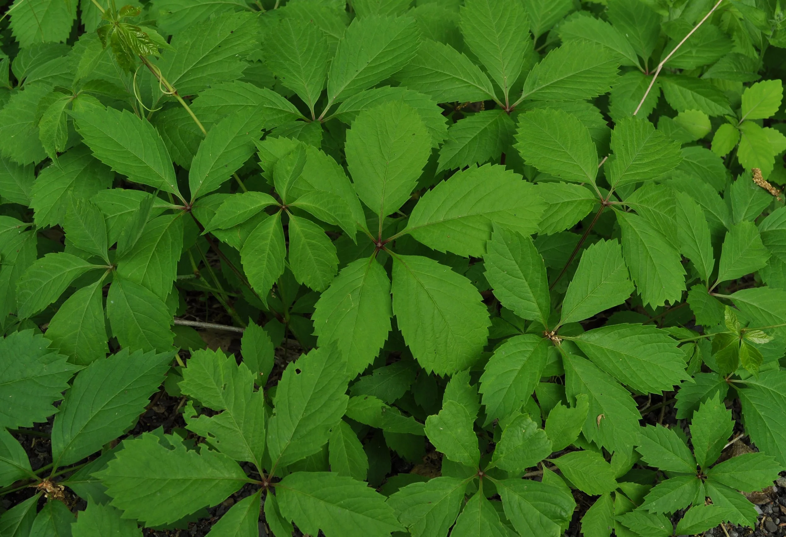 Virginia creeper leaves with their distinct leaves with five leaflets
