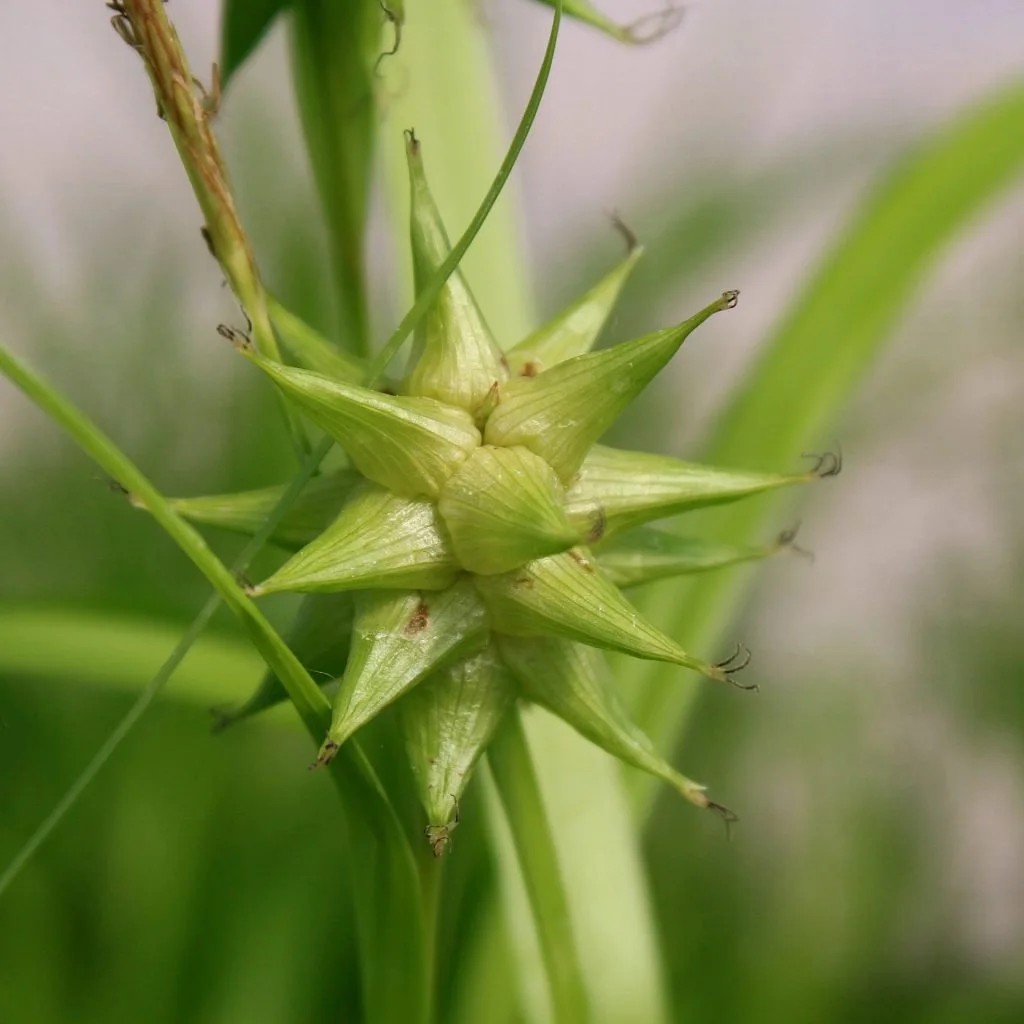 close up of the multipointed flower of gray's sedge