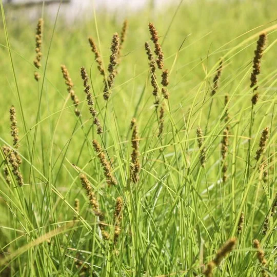 brown fox sedge in a garden, close up of leaves and seed heads
